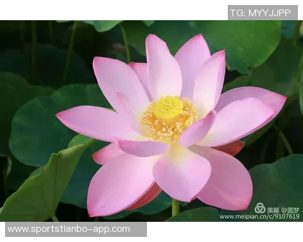 追梦之路:马克威廉姆斯的温和外表与不屈斗志的完美结合 追梦之路:马克威廉姆斯的温和外表与不屈斗志的完美结合